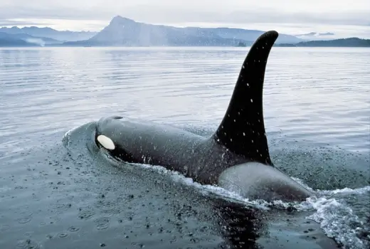 Walbeobachtung vor Vancouver Island Westkanada