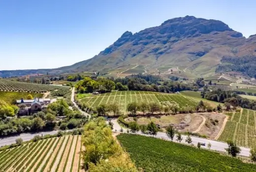 Weingebiet bei Stellenbosch in Südafrika