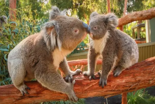 Koalas im Ballarat Wildlife Park Victoria in Australien