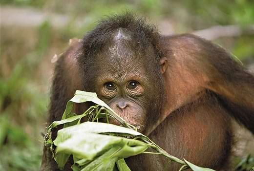 Orang Utan auf Borneo