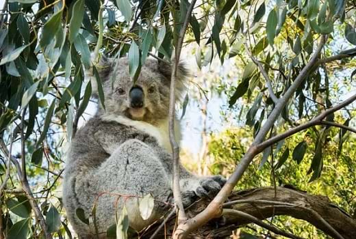 Koala Conservation Centre Kangaro Island Südaustralien