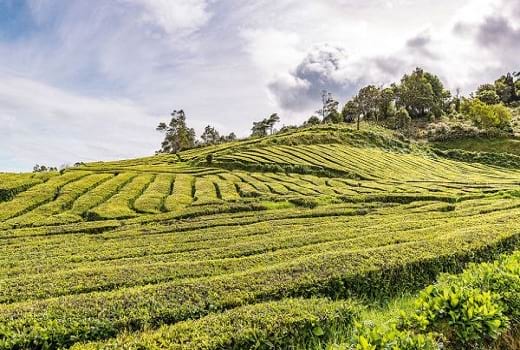 Teeplantage auf der Insel Sao Miguel