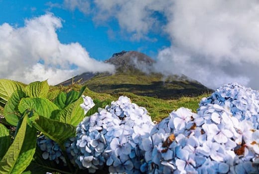 Hortensienblüte am Vulkan Pico Azoren