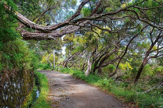 Urwald auf Madeira